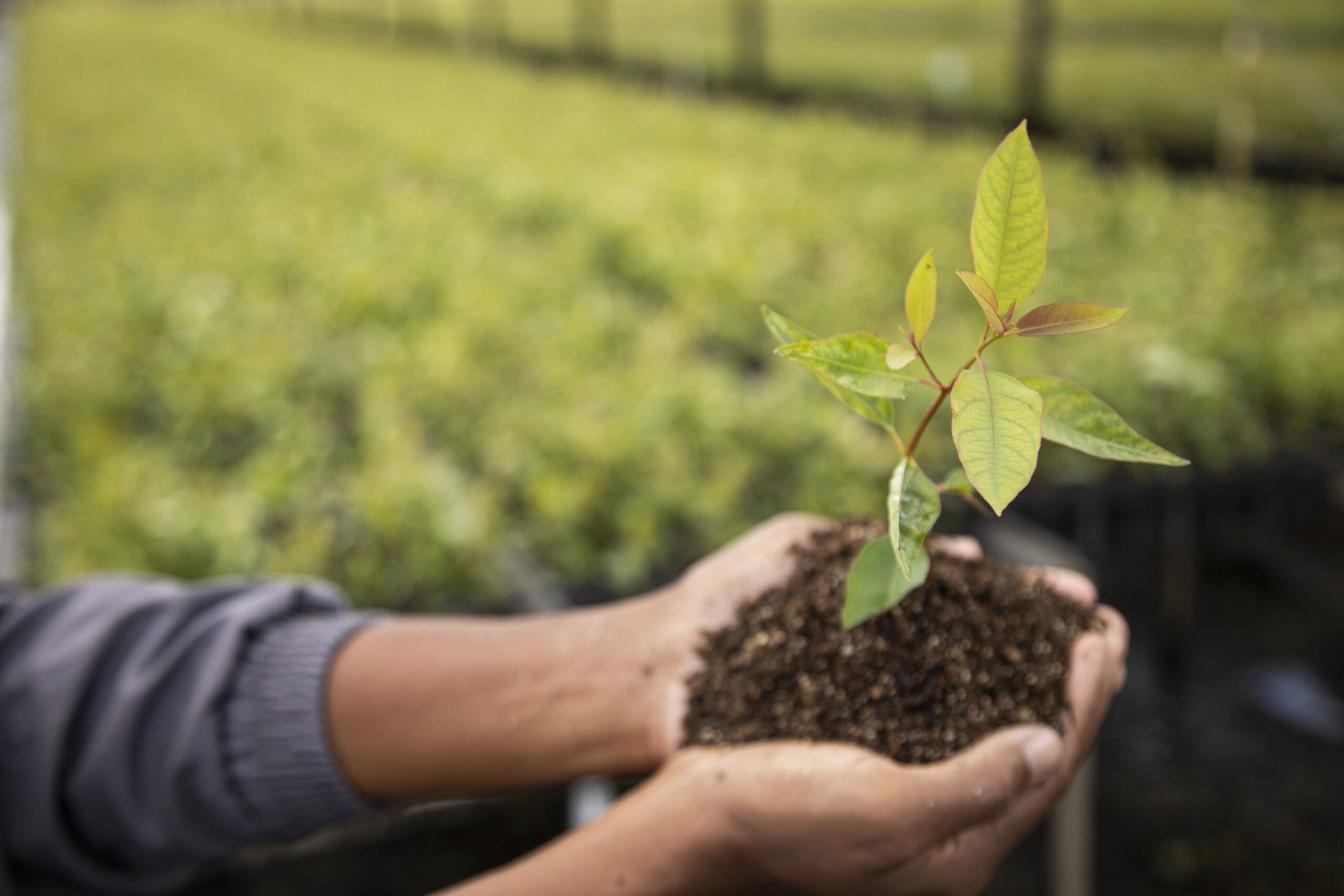 Jornada ESG da Suzano: transparência, inovação e impacto positivo no Nordeste